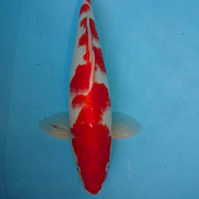 JUMBO STRONG KOHAKU 39 cm