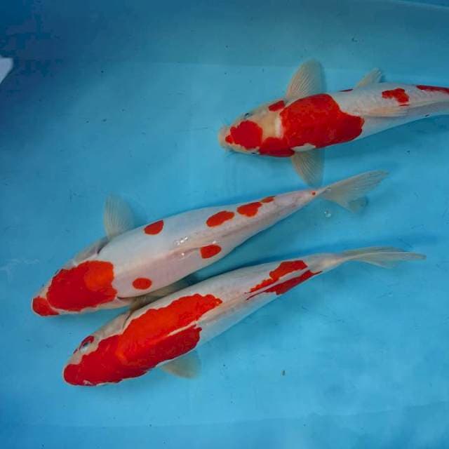 STRONG DOITSU  ( 3 ekor) 34-36 cm