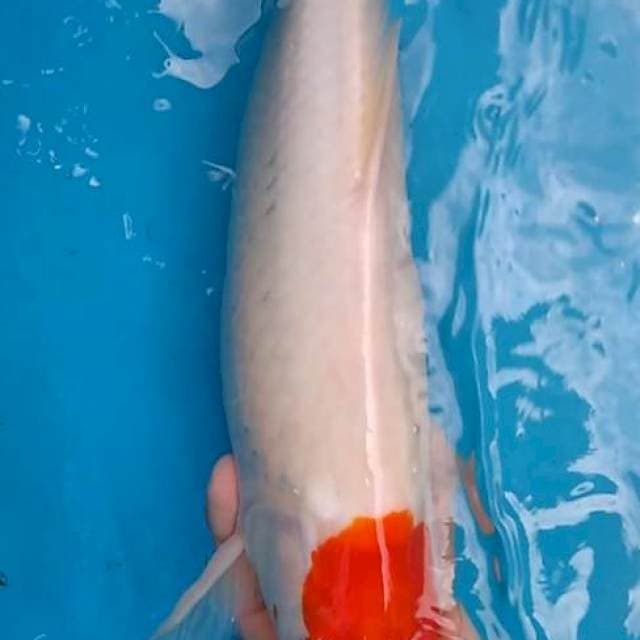 Koi Mas Jeje