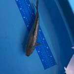 30CM SORAGOI GINDRIN SILVER