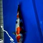 Showa jack black hitam pekat 45cm female