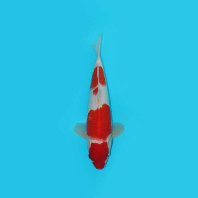 Kohaku 28 Cm