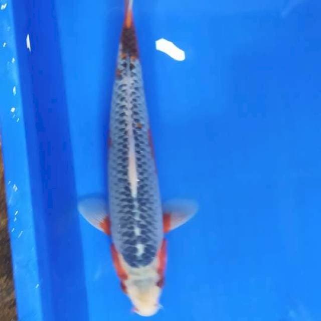 Asagi 32 cm male