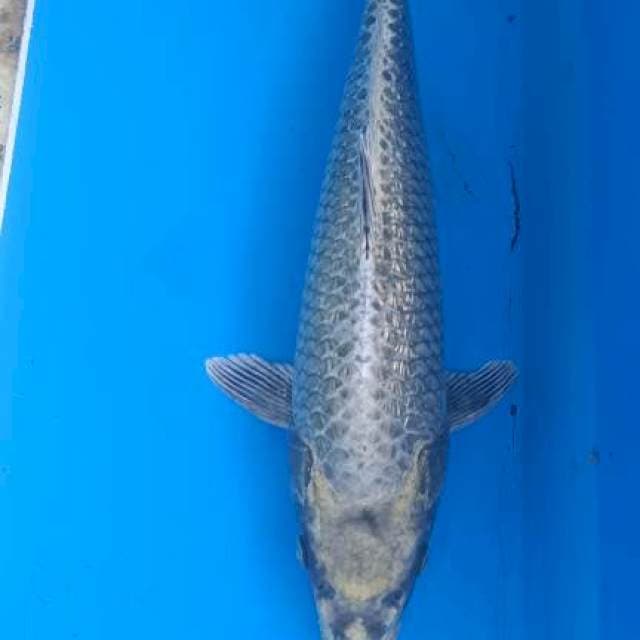 Mukasi