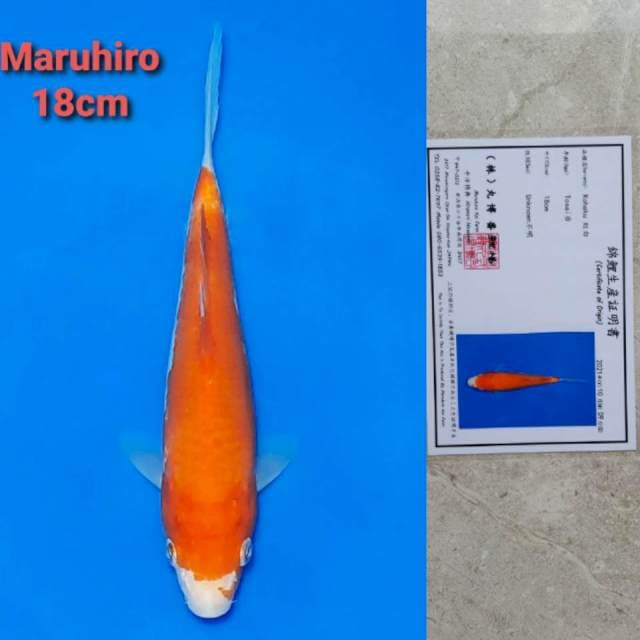Maruhiro Kohaku Serti
