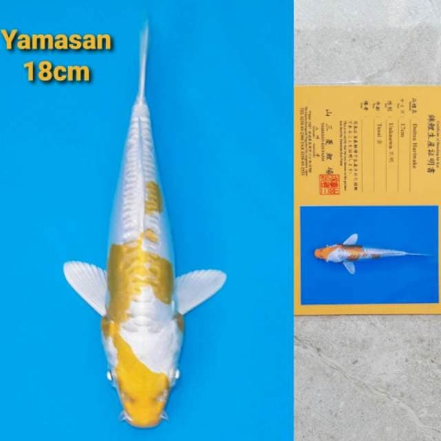 Yamasan Hariwake Serti