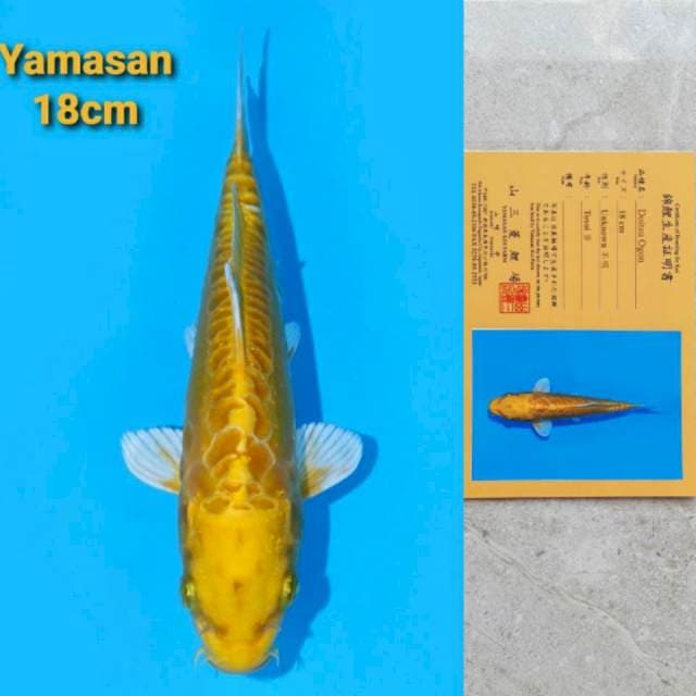 Yamasan Doitsu Ogon Serti