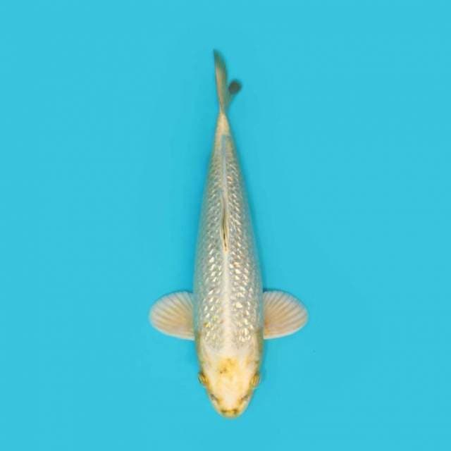 Mukasi Ginrin 39 Cm
