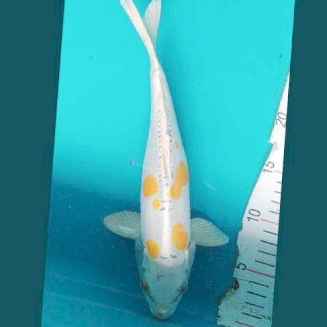 White Kiko 29cm
