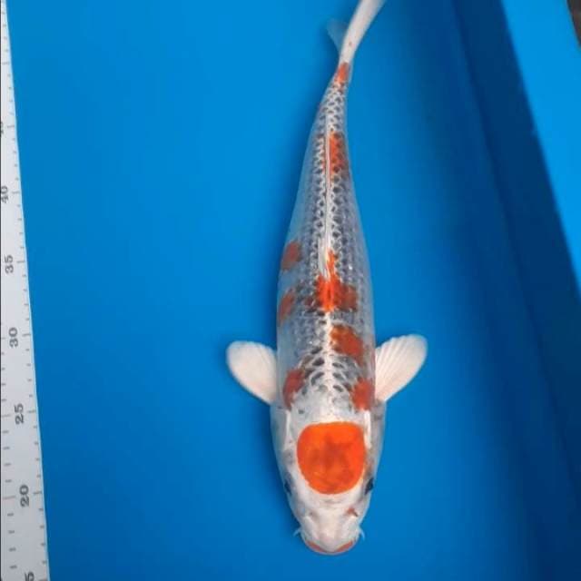 Maruten kujaku 37cm