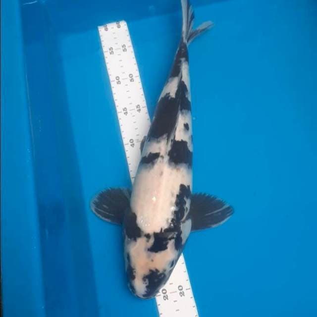 Shiro 40cm male