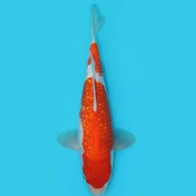 Kohaku Ginrin 27 Cm