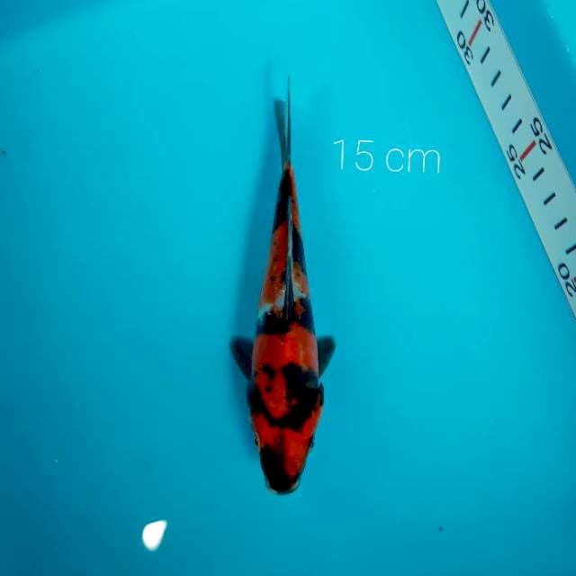 PUMADA showa doit hikari 15 cm