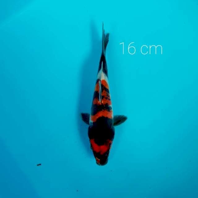 PUMADA showa doit hikari 16 cm