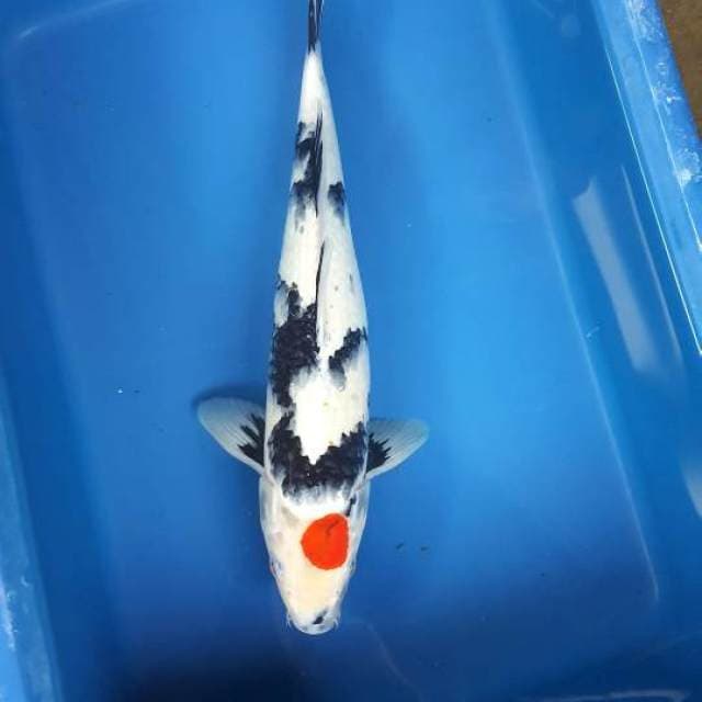 Tancho Showa original 38cm