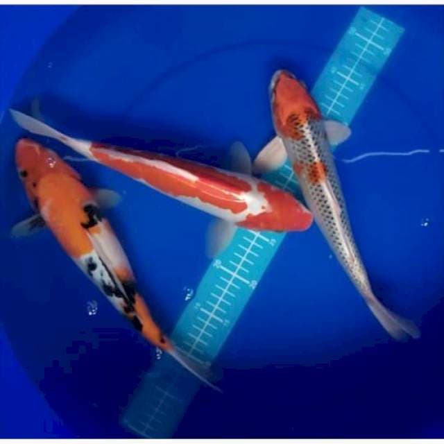 1 Mix 32-25 cm 3 ekor