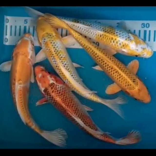 2 Mix 25-29 cm 5 ekor