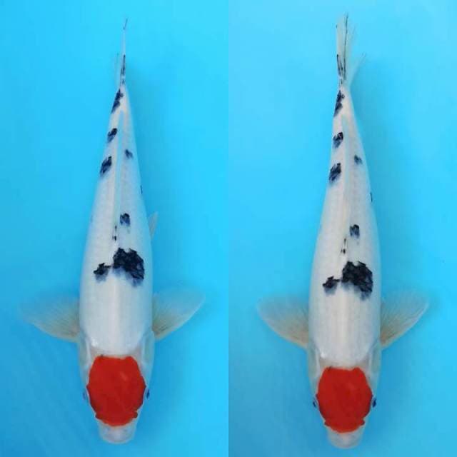 Tancho sanke 42cm male