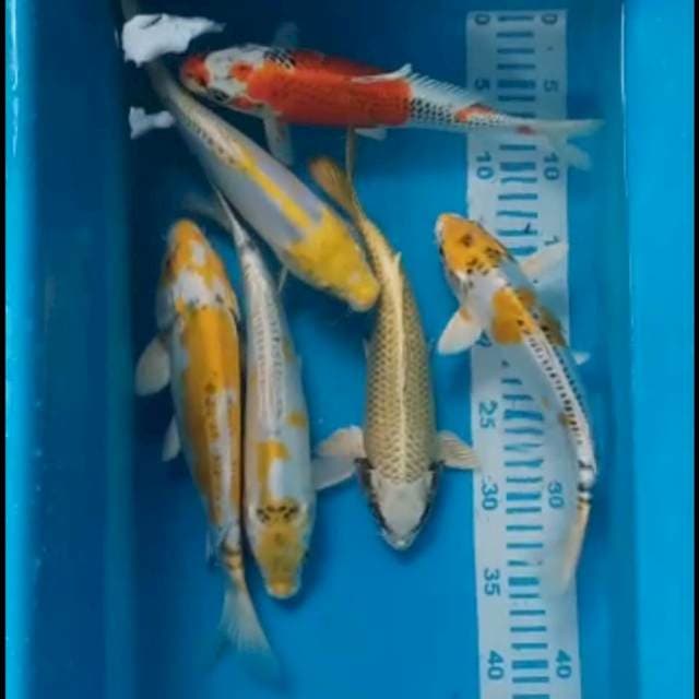 7 Mix 25-26 cm 6 ekor