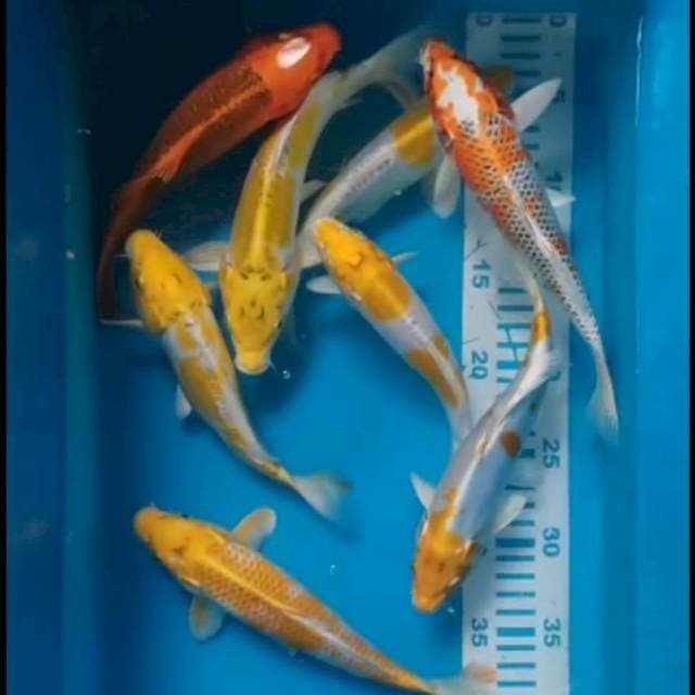 9 Mix 23-24 cm 8 ekor