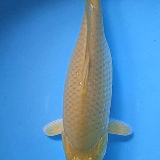 Pelengkap kolam