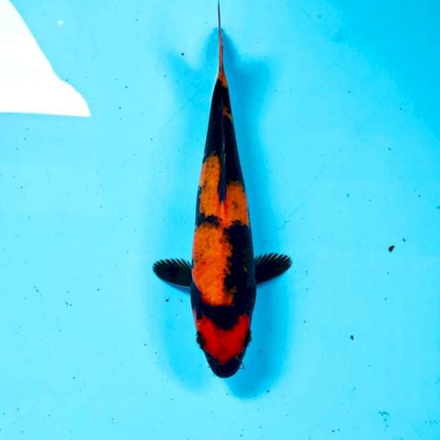Hi Utsuri, 20 cm