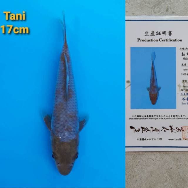 Tani Ochiba 17cm Certi