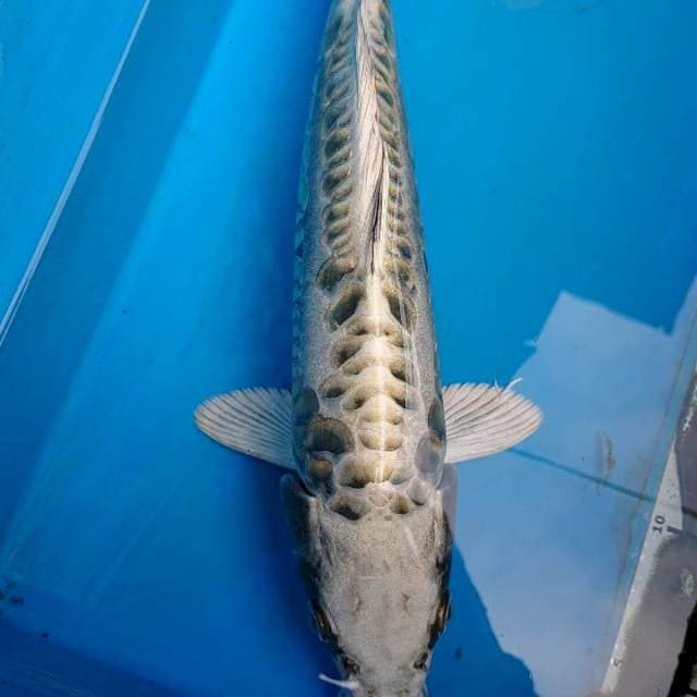 Mukashi Aragoke 37 cm