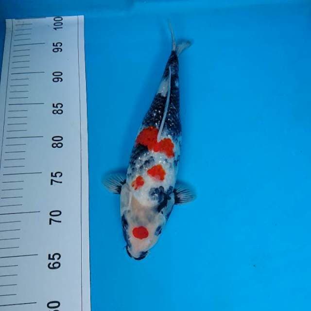 MARUTEm SHOWA 32 cm