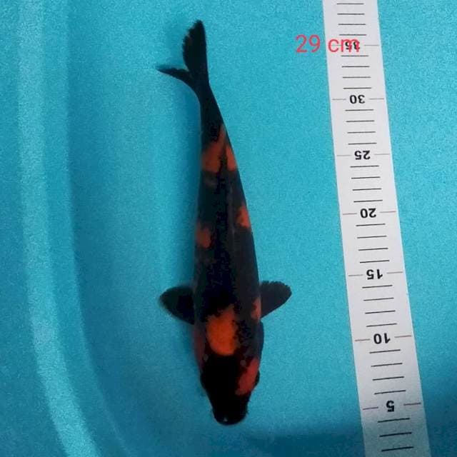 Hi Utsuri tembus 29 cm