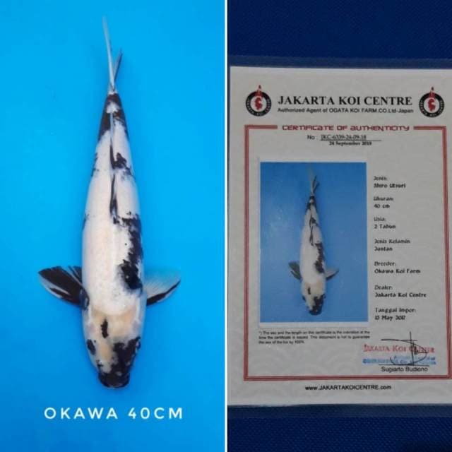 Shiro okawa sertifikat
