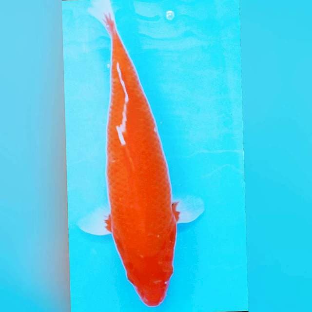 BENIGOI tembus 37cm