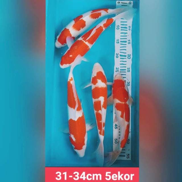 Kohaku strong 31-35cm