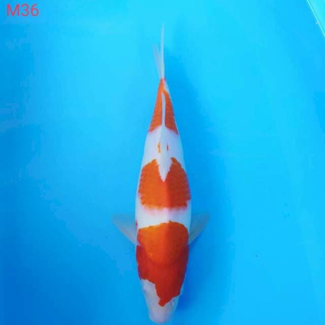 Kohaku punuk M36 