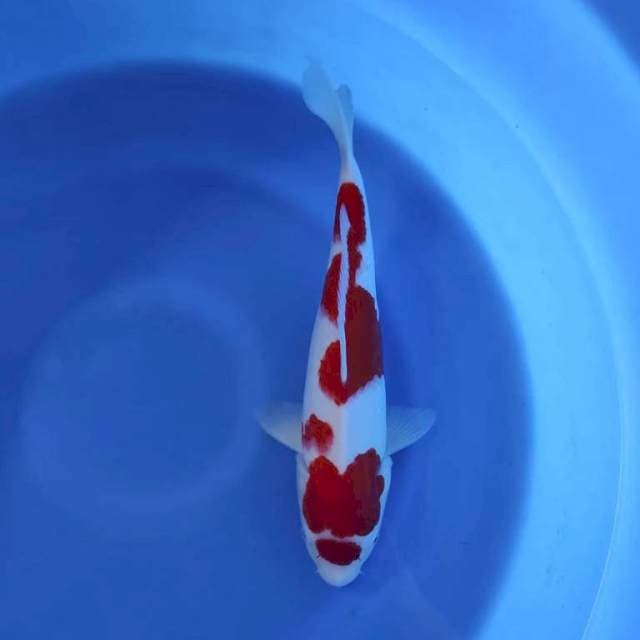Kohaku 40cm