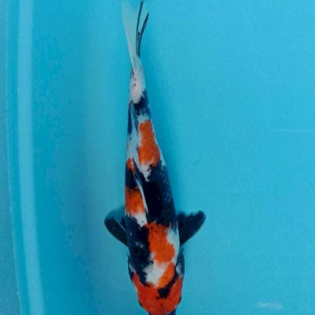 Showa Isa serti 34 cm