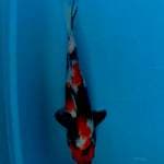 Showa Isa serti 34 cm