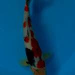 Showa Isa serti 35 cm