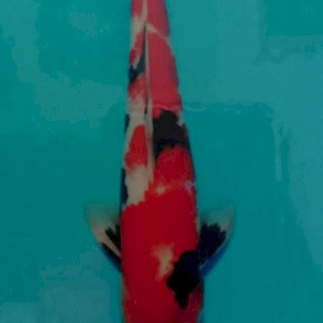 Showa marusai 35 cm