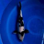 35CM Shiro Female 