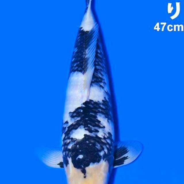 Shiro 47cm Dainichi Farm