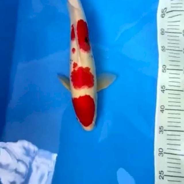 Koi mas jeje
