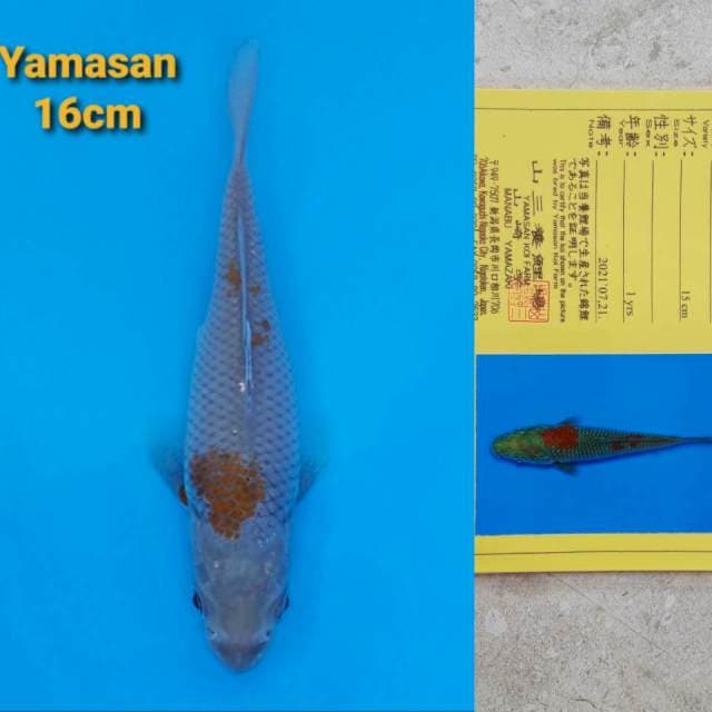 Yamasan Ochiba 16cm Certi