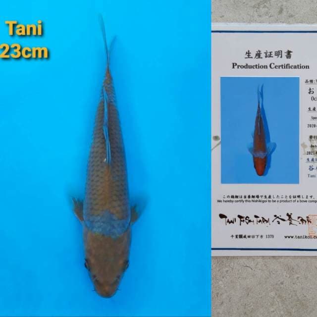 Tani Ochiba 23cm Certi