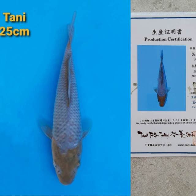 Tani Ochiba 25cm Certi