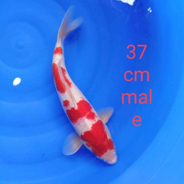 Kohaku 37 cm