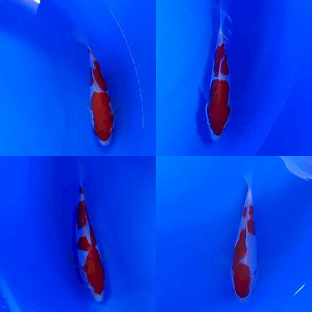 Kohaku doitsu minion