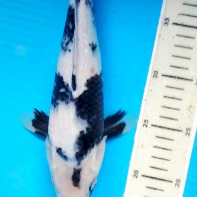 shiro 30 cm