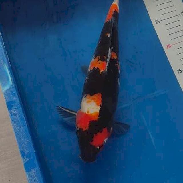 Showa 33cm
