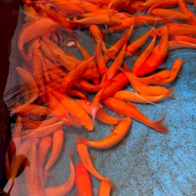 1 EKOR RED KARASHI IMPORT MARUDO